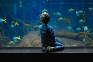 Small child looking into a tank at the Valencia aquarium